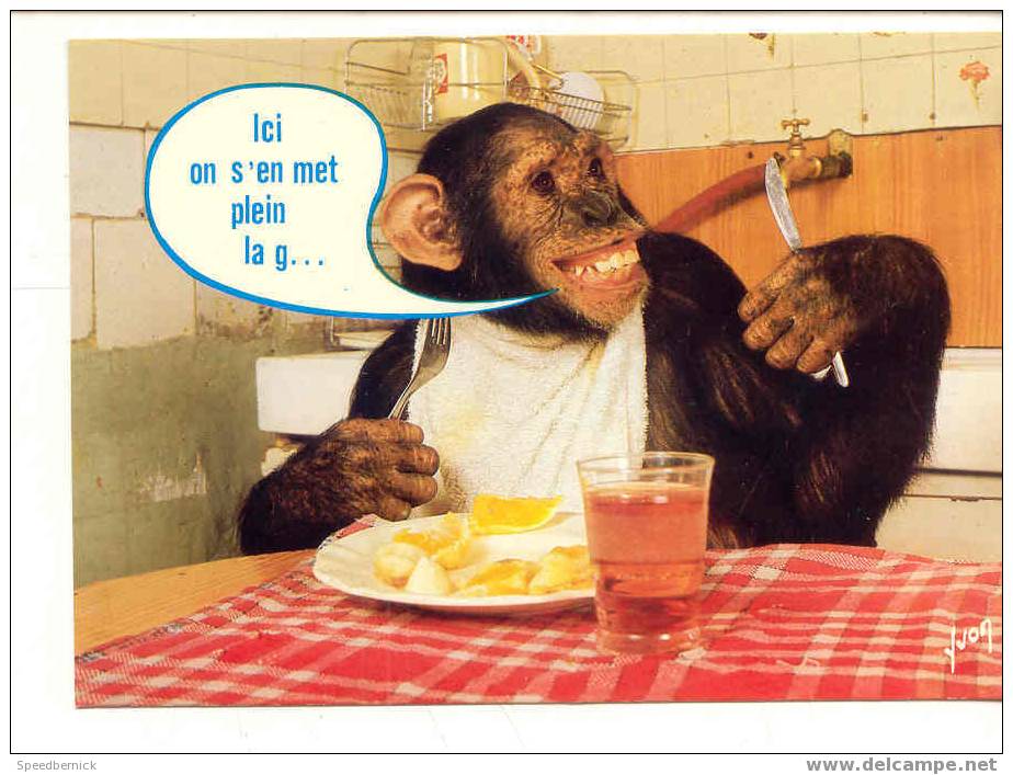 6491 Singeries . Ici On S'en Met Plein La Gueule . 24875101 Yvon Singe Cuisine - Singes