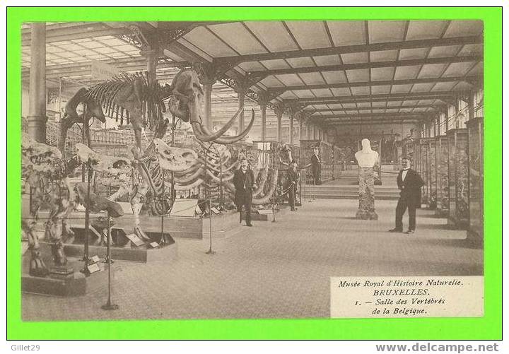 BRUXELLES, BELGIQUE - SALLE DES VERTÉBRÉS DE LA BELGIQUE - ANIMÉE - MUSÉE ROYALE D´HISTOIRE NATURELLE - - Musei