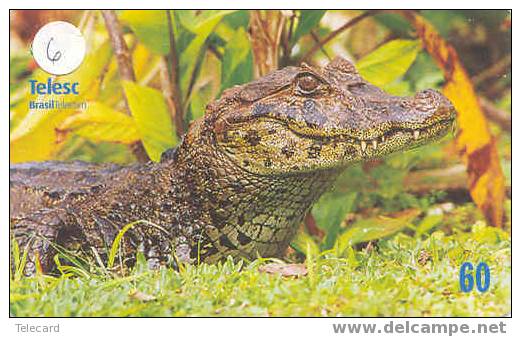 Crocodile Krokodil Cocodrilo Sur Telecarte (6) - Jungle