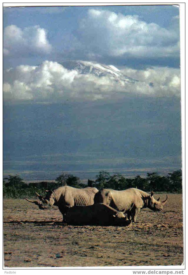 Carte Postale Faune Africaine "On Guard" Beneath The Snows Of Kilimanjaro  édit: Hoa-Qui N° 4311 - Elefantes