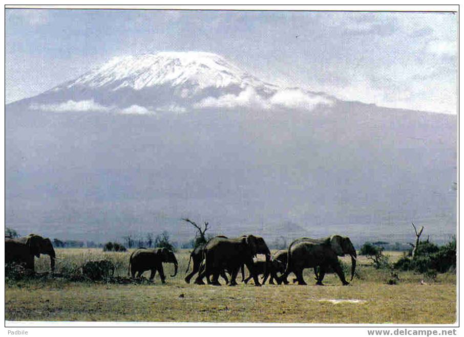 Carte Postale Faune Africaine Elephant The Highest Mountain  édit: Hoa-Qui N° 4310 - Elefantes