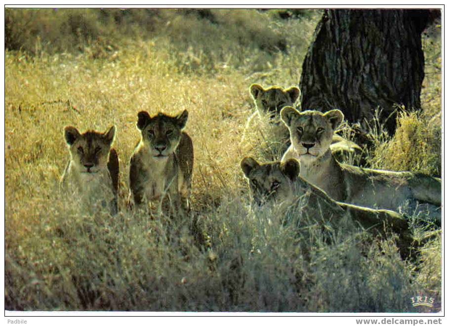 Carte Postale Faune Africaine Lionne Et Lionceaux  Lioness And Its Cubs édit: Hoa-Qui N° 4064 - Leoni