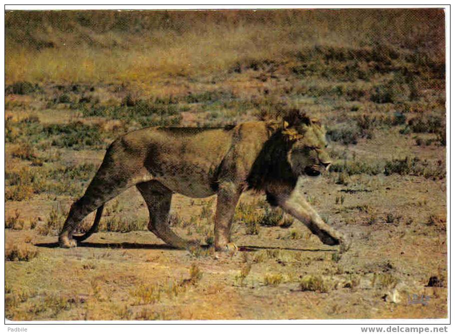 Carte Postale Faune Africaine Lion édit: Hoa-Qui N° 4141 - Leones