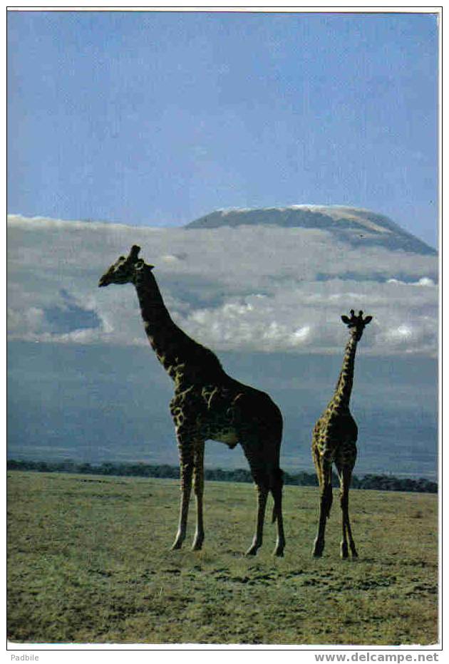 Carte Postale Faune Africaine Giraffe Mont Kilimanjaro  édit: Hoa-Qui N° 4465 - Girafes