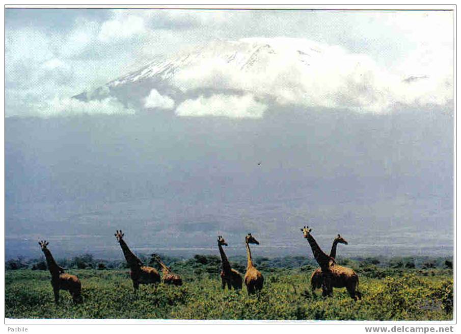 Carte Postale Faune Africaine Which Way Did He Go Giraffe Mont Kilimanjaro  édit: Hoa-Qui N° 4309 - Giraffe