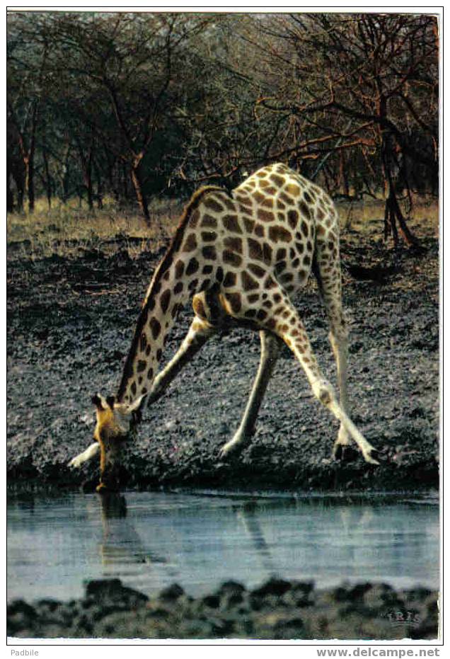 Carte Postale Faune Africaine  Giraffe édit: Hoa-Qui N° 4134 - Girafes