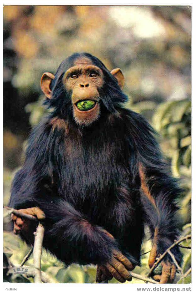 Carte Postale Faune Africaine  Singe  Monkey édit: Hoa-Qui N° 3551 - Singes