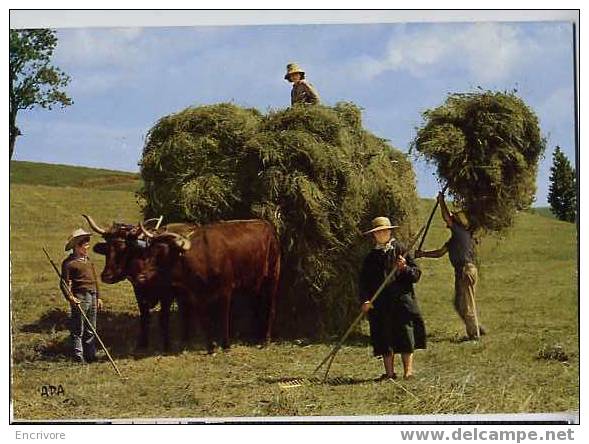 CPM - La Fenaison En Auvergne - Attelage De Boeufs - - Attelages