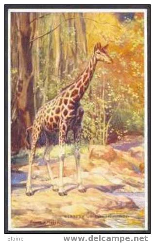 Giraffe- Artist Signed Edgar Fisher - Girafes