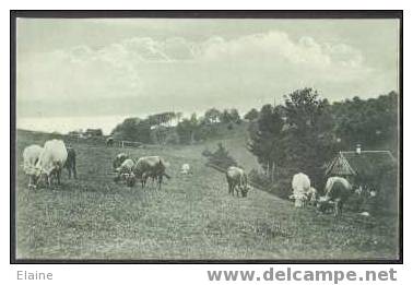 Herd Of Grazing Cattle - Stieren