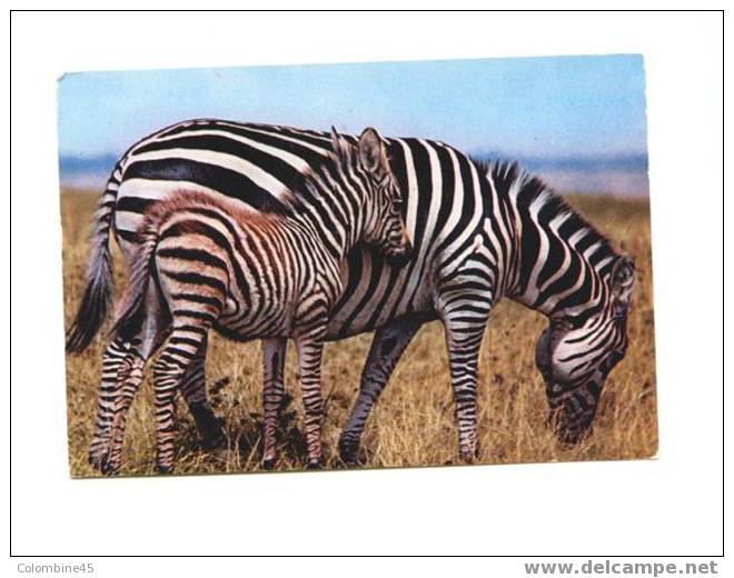 Cpm Zebre Zebra - Zebre