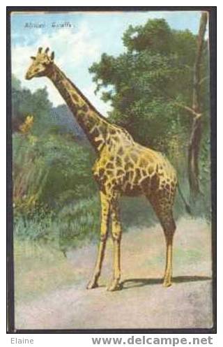 African Giraffe - Girafes