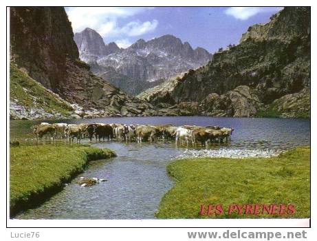 Sites Pyrénéens - Troupeau  De VACHES Au Bord Du Lac  -  N° 2459 - - Vaches