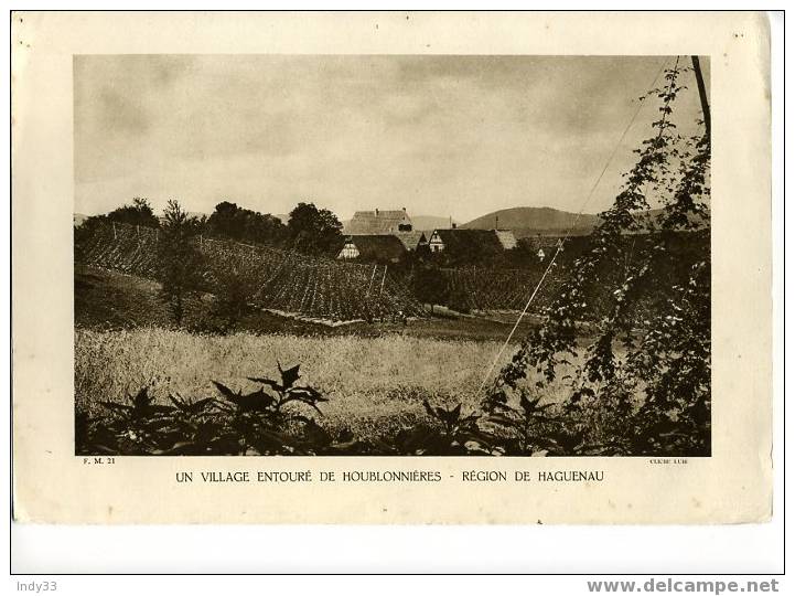 - FRANCE . UN VILLAGE ENTOURE DE HOUBLONNIERES . REGION DE HAGUENAU. REPRO DE PHOTO DES ANNEES 1935 - Altri & Non Classificati