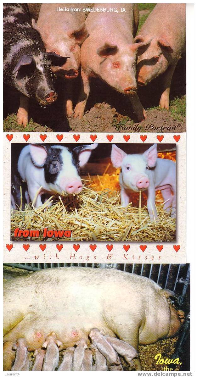 3 Pigs And Piglet Postcard - 3 Cartes De Cochons - Cerdos