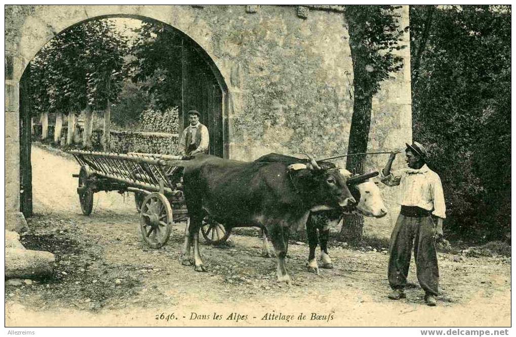 BEL ATTELAGE DE BOEUFS Dans Les Alpes - Attelages