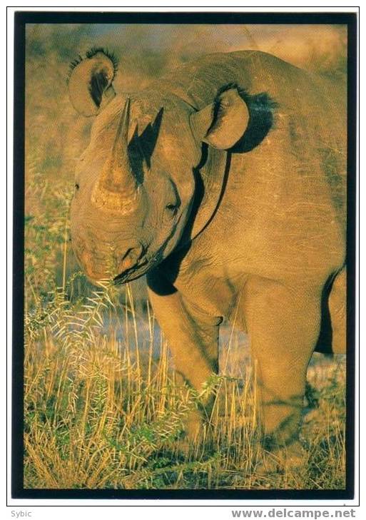CPM - NAMIBIE - Black Rhino Browsing , Etosha - Rhinocéros Noir - Namibië