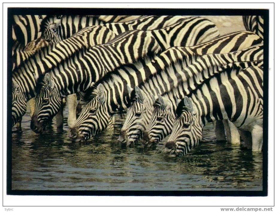 CPM - NAMIBIE - Burchell'zebra Drinking - Zèbre - Namibie