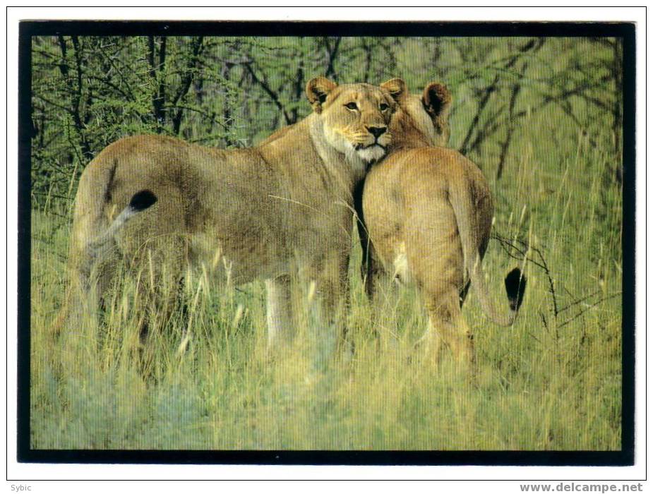 CPM - NAMIBIE - Lionesses´ Greeting Rituel - Lionnes - Namibie