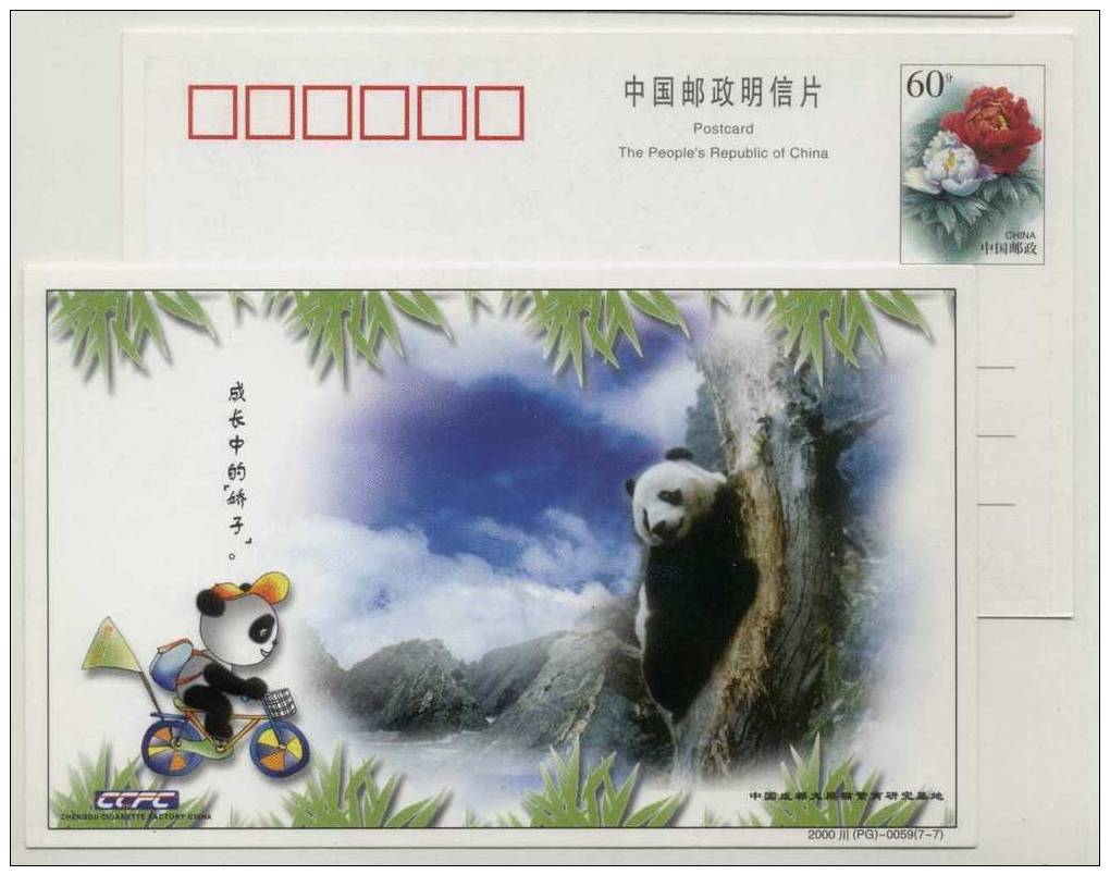 Bicycle Cycling,Chengdu Giant Panda Research And Breed Base,CN00 Jiaozi Cigarette Factory Advert Pre-stamped Card - Vélo
