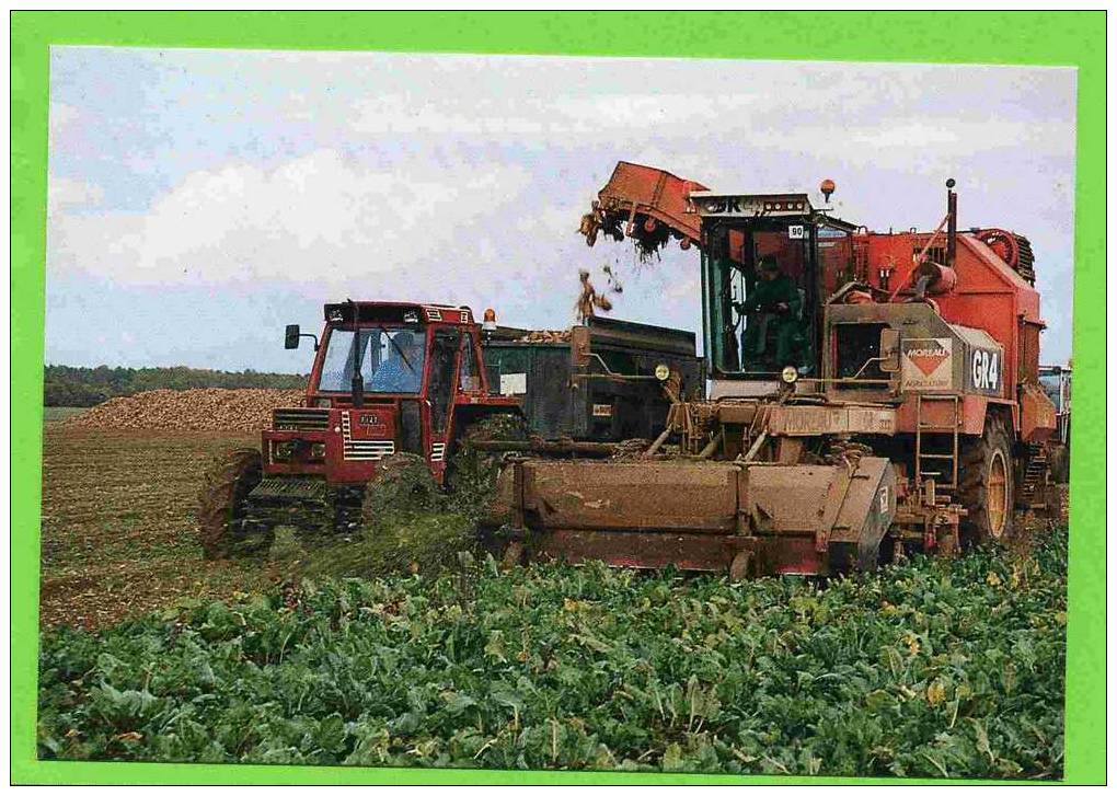 EN BEAUCE 1990 ARRACHAGE DES BETTERAVES GRUE POCLAIN CLICHE LAURENT CARTE EN SUPERBE ETAT - Cultivation