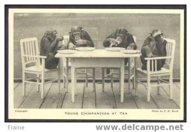 Monkeys / Chimpanzees At Tea - London Zoo - Singes