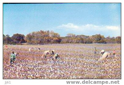 Dixie A Typical Cotton Picking  Cpsm Année 1960 - Sonstige & Ohne Zuordnung
