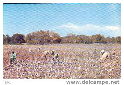 Dixie A Typical Cotton Picking  Cpsm Année 1960 - Autres & Non Classés