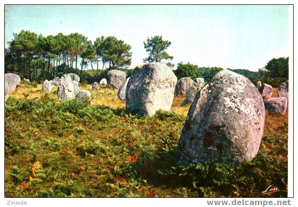 CARTE POSTALE DE MENHIRS - CARNAC - Menhirs De Kerlescant - Dolmen & Menhire