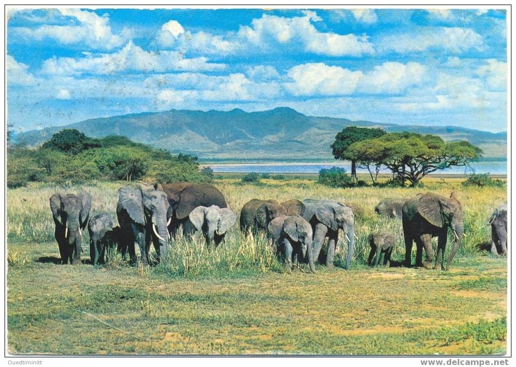 Kenya.Troupeau D'éléphants.1965. - Elephants