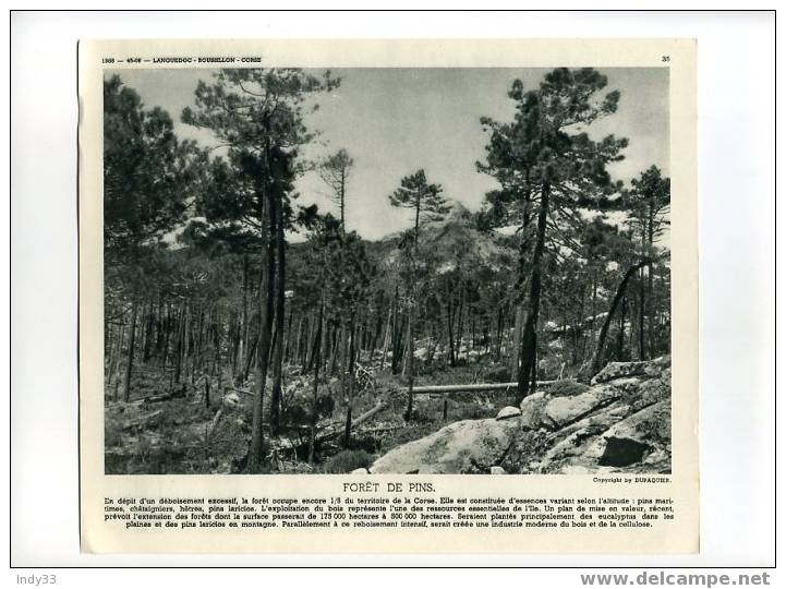 - FORÊT DE PINS (CORSE) . REPRO DE PHOTO . LA DOCUMENTATION PHOTOGRAPHIQUE 1958 - Autres & Non Classés