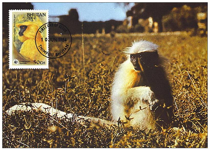 Bouthan : CM Carte Maximum Singe Primate Presbytis Geei Singe D'or Golden Langur Monkey Animal Danger WWF - Apen