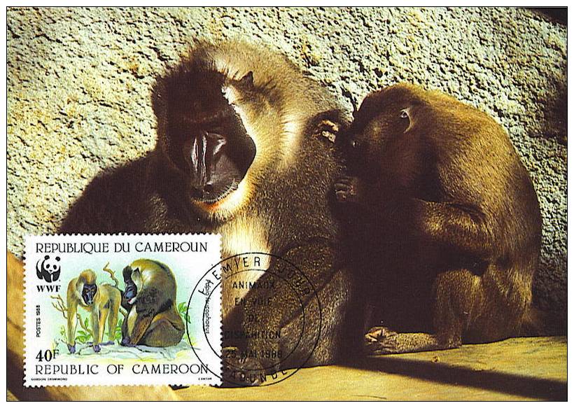 Cameroun : CM Carte Maximum Singe Primate Papio Leucophaeus Drill Mandrill Animal Danger WWF - Monkeys