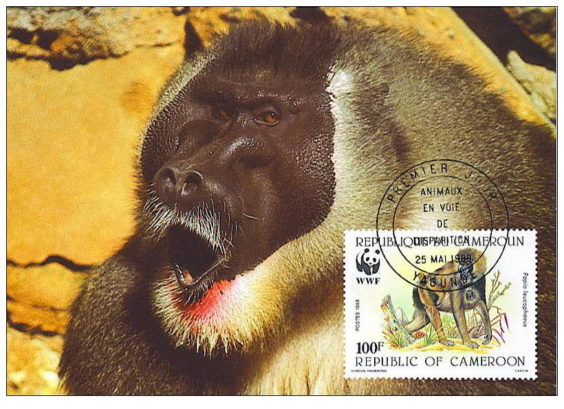 Cameroun : CM Carte Maximum Singe Primate Papio Leucophaeus Drill Mandrill Animal Danger WWF - Singes