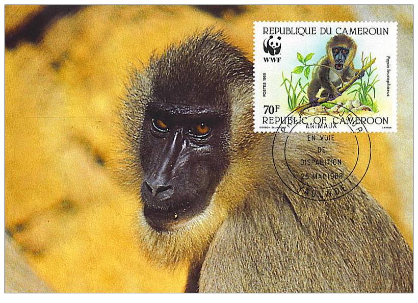 Cameroun : CM Carte Maximum Singe Primate Papio Leucophaeus Drill Mandrill Animal Danger WWF - Monkeys