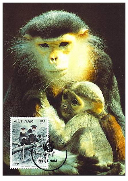 Vietnam : CM Carte Maximum Singe Primate Hylobates Concolor Gibbon Noir Asie Danger WWF - Singes
