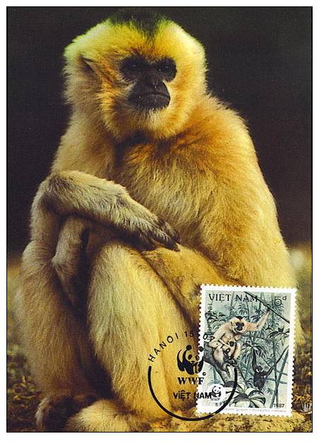 Vietnam : CM Carte Maximum Singe Primate Hylobates Concolor Gibbon Noir Asie Danger WWF - Monkeys