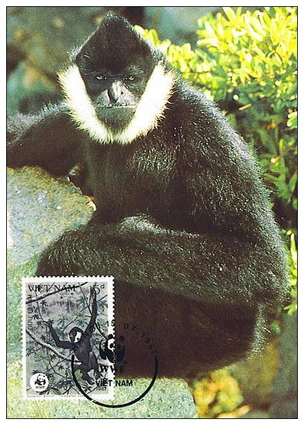 Vietnam : CM Carte Maximum Singe Primate Hylobates Concolor Gibbon Noir Asie Danger WWF - Monkeys