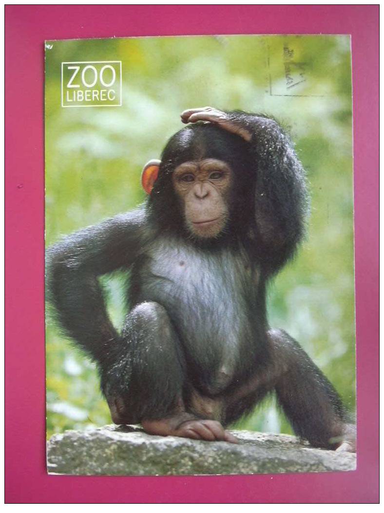ZOO LIBEREC  CHIMPANZE - Monkeys