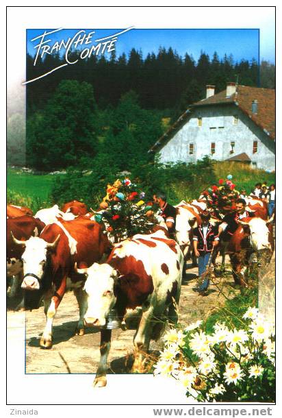 CARTE POSTALE DE FRANCHE COMTE - VACHES - Taureaux