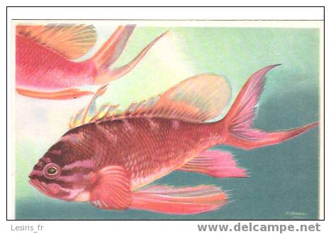 CP - MUSEE OCEANOGRAPHIQUE DE MONACO - BARBIER - ANTHIAS SACER - DOCUMENTS D'ART - J. RAMEL - Fische Und Schaltiere