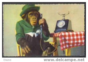 Dressed Monkey Using Telephone - Apen