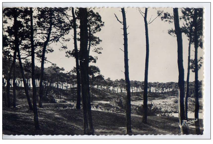 La Tranche Sur Mer--1953--L´air De La Mer Et Des Sapins,c´est La Santé Pour Tous,csm Pt Format N°29 éd Nozais - La Tranche Sur Mer