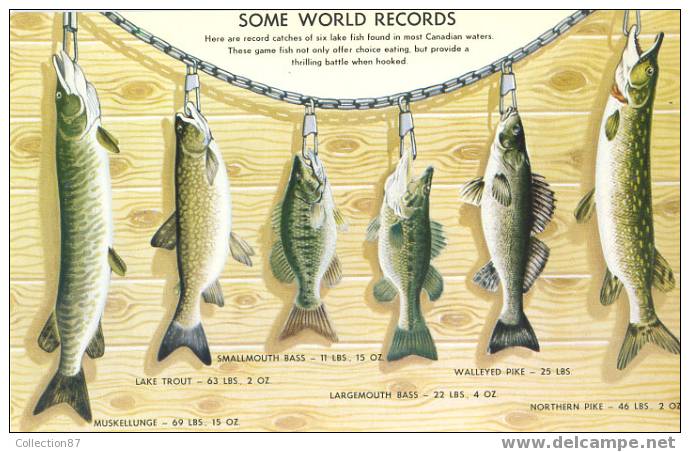 PECHE - PECHEUR - RECORD Du MONDE Des POISSONS En EAU DOUCE Pris Au CANADA - THESE GAME FISH - Fishing