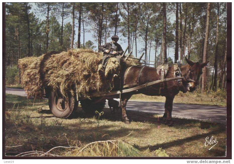 LA LANDE..ATTELAGE..CHARRETTE TIREE PAR UNE MULE........CPSM.... ECRITE. ‹(•¿•)› - Attelages