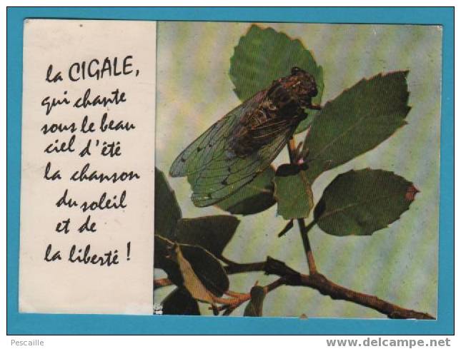 CP LA CIGALE - CIRCULEE - Insectos