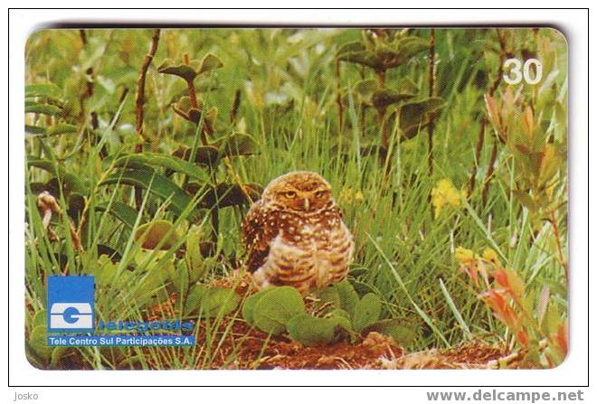 OWL  (  Brasil  ) Hibou Chouette Eule Buho Gufo Uil Owls Hibous Chouettes Bird Oiseau Rapace Birds Of Pray Raptors - Brazil