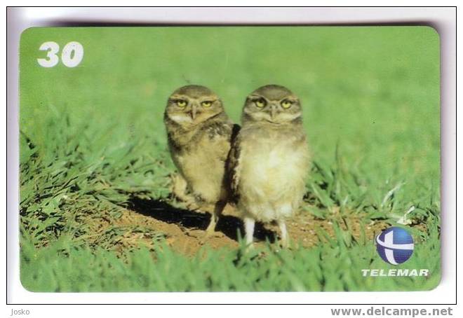 OWL  (  Brasil  ) Hibou Chouette Eule Buho Gufo Uil Owls Hibous Chouettes Bird Oiseau Rapace Birds Of Pray Raptors - Brasilien