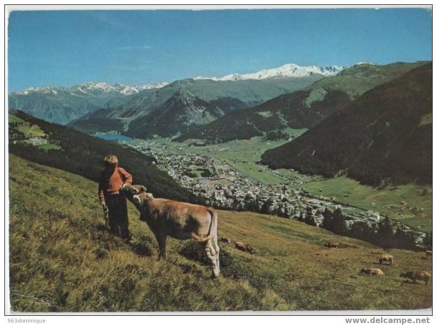 Davos - Blick Auf Pischahorn - Cow - Koe - Davos