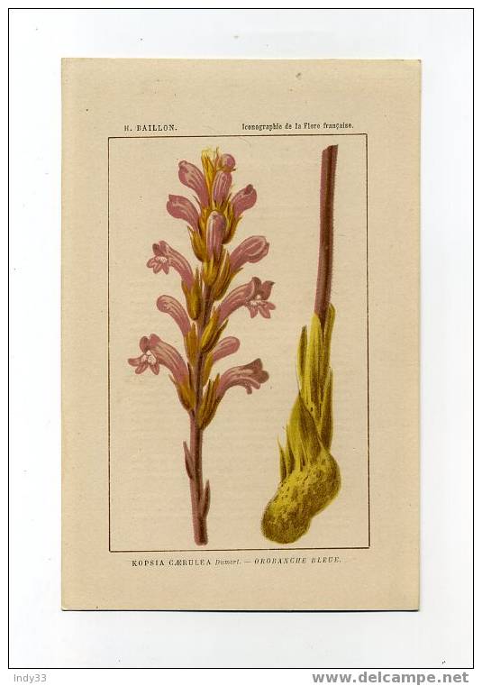 - IMAGE DE BOTANIQUE : OROBANCHE BLEUE . FIN XIXe SIECLE - Autres & Non Classés